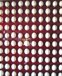 Egg installation 1 a 220cm per 240cm ostrich eggs brass wood